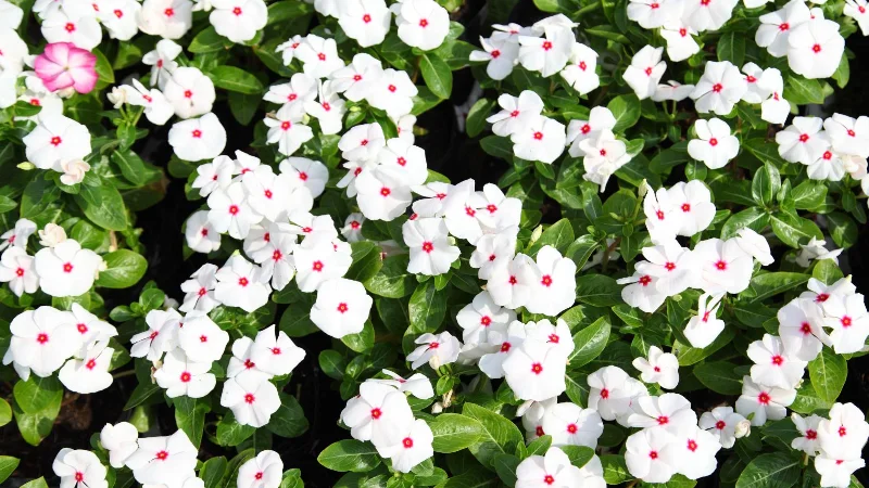 Verhindern Sie, dass Vögel Pflanzen in Ihrem Garten ruinieren – 7 einfache Tipps