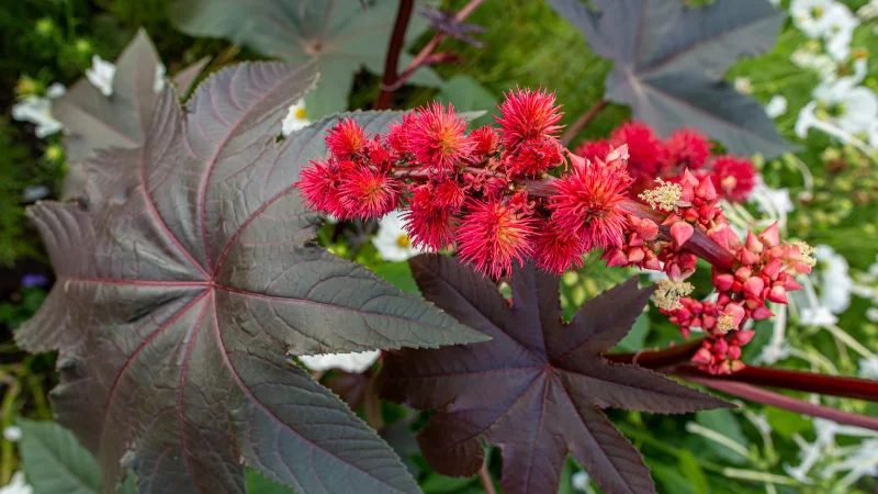 7 Pflanzen, die Maulwürfe abwehren und sie von Ihrem Garten fernhalten