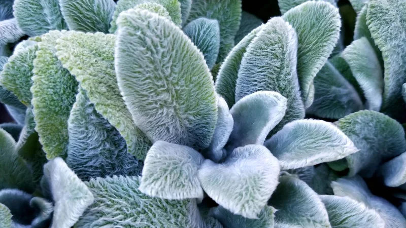 7 plantes qui empêchent les mauvaises herbes dans votre jardin