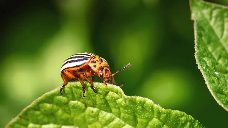 9 choses à considérer avant d'utiliser des pesticides dans votre jardin