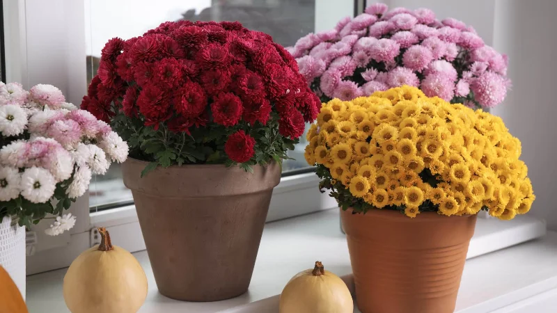 9 Pflanzen, die Spinnen abwehren und sie von Ihrem Zuhause fernhalten