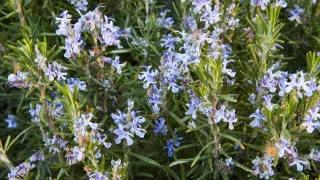 9 plantes qui repoussent les moustiques et les éloignent de votre jardin