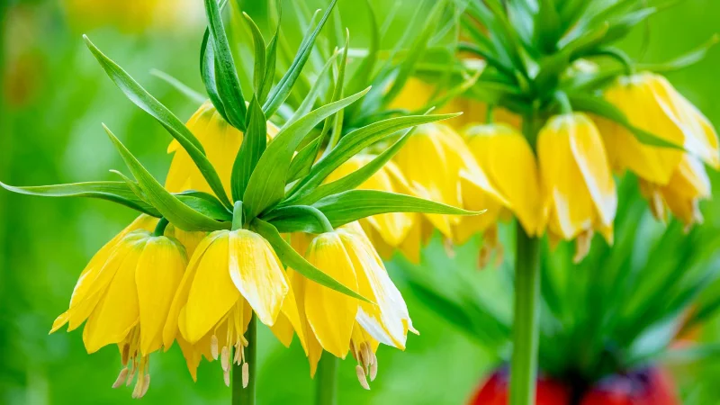 7 Pflanzen, die Maulwürfe abwehren und sie von Ihrem Garten fernhalten