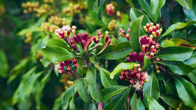 7 plantes qui repoussent les mouches des fruits et les gardent hors de votre maison