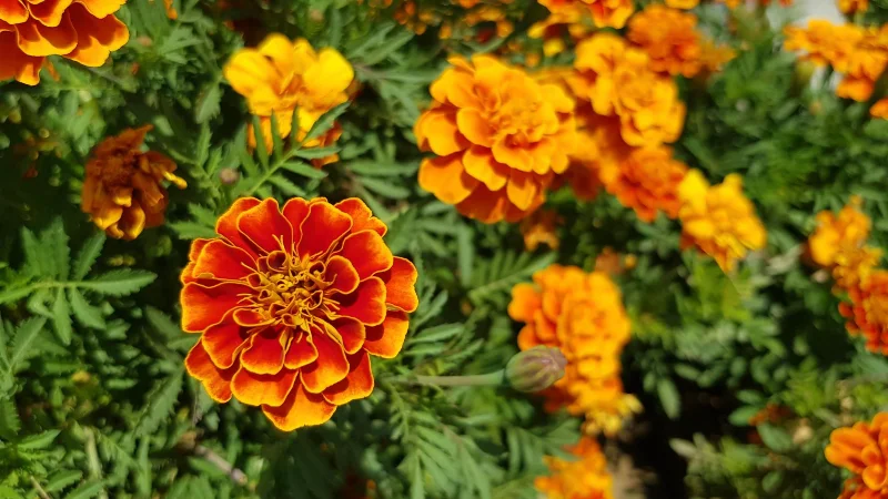 9 plantes qui repoussent les moustiques et les éloignent de votre jardin