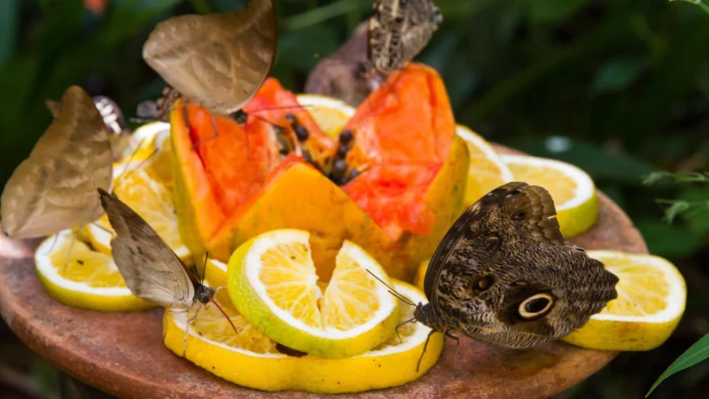 Möchten Sie Schmetterlinge in Ihrem Garten?  Probieren Sie diese 7 Tipps aus