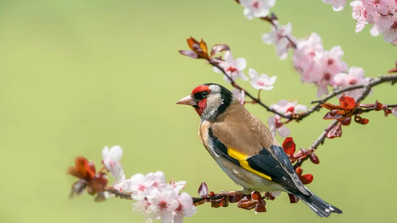 Verhindern Sie, dass Vögel Pflanzen in Ihrem Garten ruinieren – 7 einfache Tipps