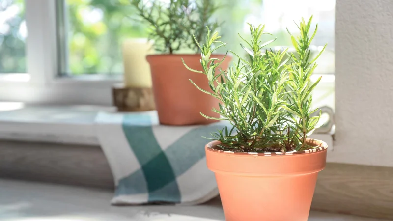 7 plantes qui repoussent les mouches des fruits et les gardent hors de votre maison