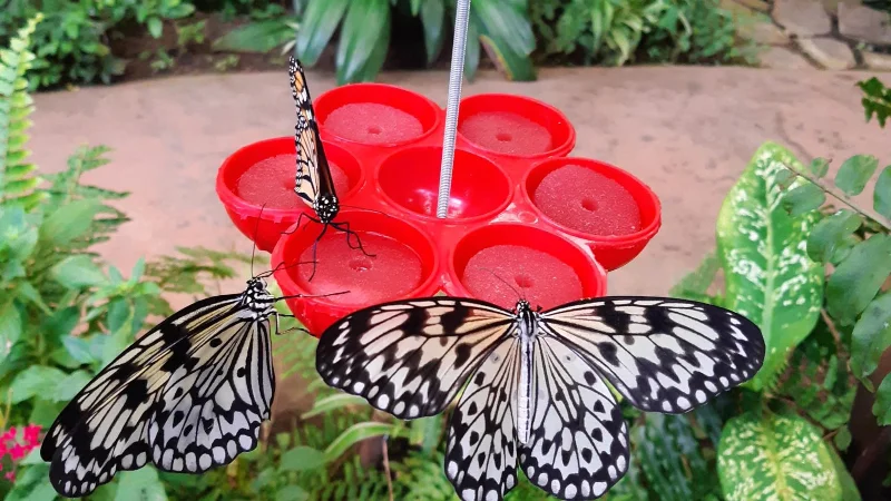 Möchten Sie Schmetterlinge in Ihrem Garten?  Probieren Sie diese 7 Tipps aus