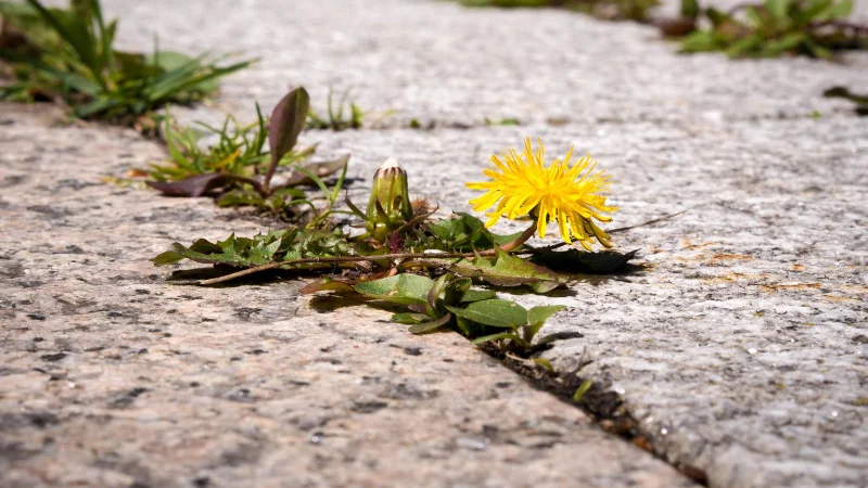 9 choses à considérer avant d'utiliser des pesticides dans votre jardin