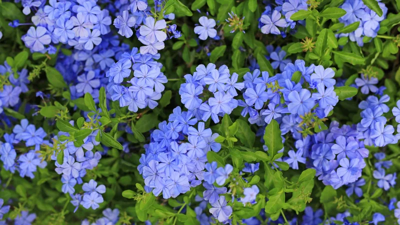 7 plantes qui empêchent les mauvaises herbes dans votre jardin