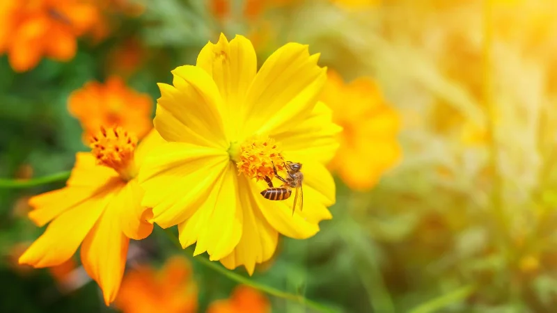 7 choses qui attirent les guêpes dans votre jardin