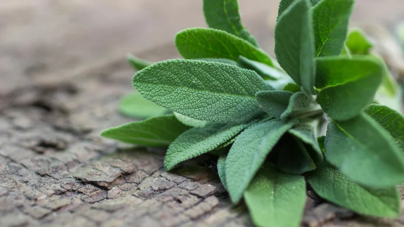 9 plantes qui repoussent les moustiques et les éloignent de votre jardin