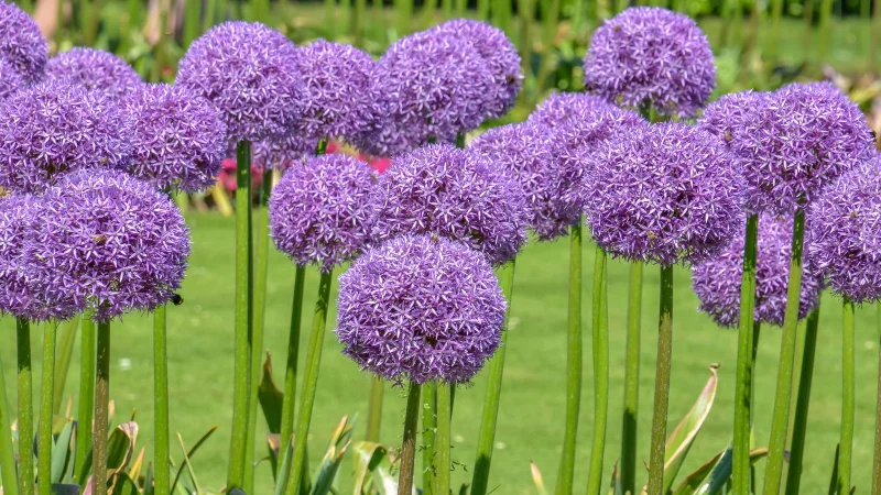 7 Pflanzen, die Maulwürfe abwehren und sie von Ihrem Garten fernhalten