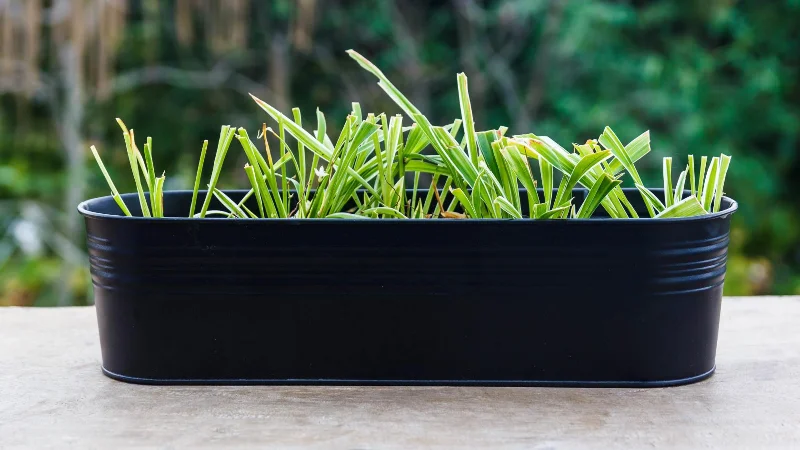 9 plantes qui repoussent les moustiques et les éloignent de votre jardin
