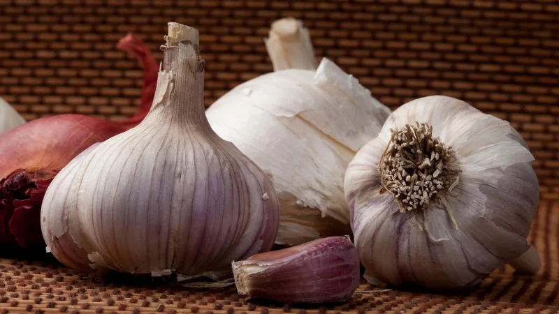 9 plantes qui repoussent les moustiques et les éloignent de votre jardin