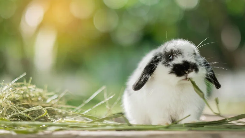 9 Möglichkeiten, wie Sie Grasschnitt nach dem Mähen wiederverwenden können