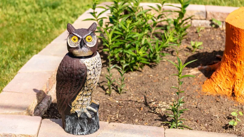 Verhindern Sie, dass Vögel Pflanzen in Ihrem Garten ruinieren – 7 einfache Tipps