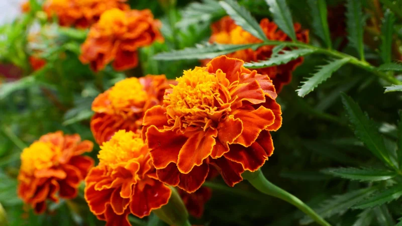 7 Pflanzen, die Maulwürfe abwehren und sie von Ihrem Garten fernhalten