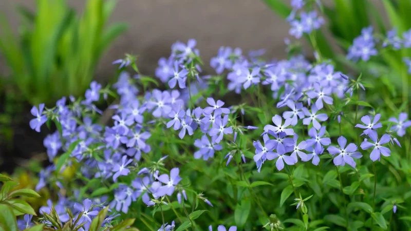 庭の土壌浸食を防ぐのに最適な7つの植物