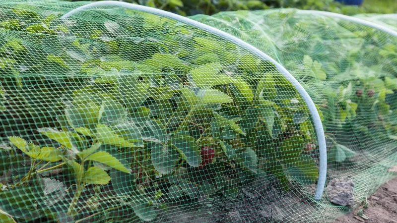 Verhindern Sie, dass Vögel Pflanzen in Ihrem Garten ruinieren – 7 einfache Tipps