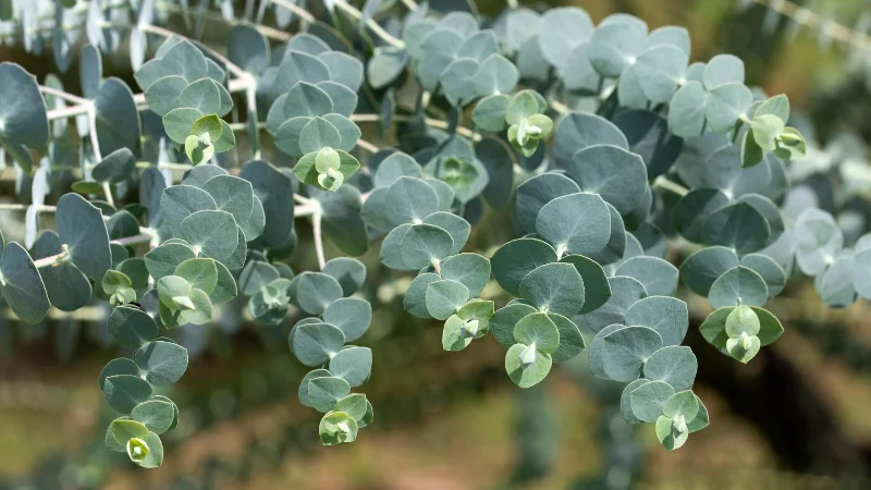 7 plantes qui repoussent les mouches des fruits et les gardent hors de votre maison