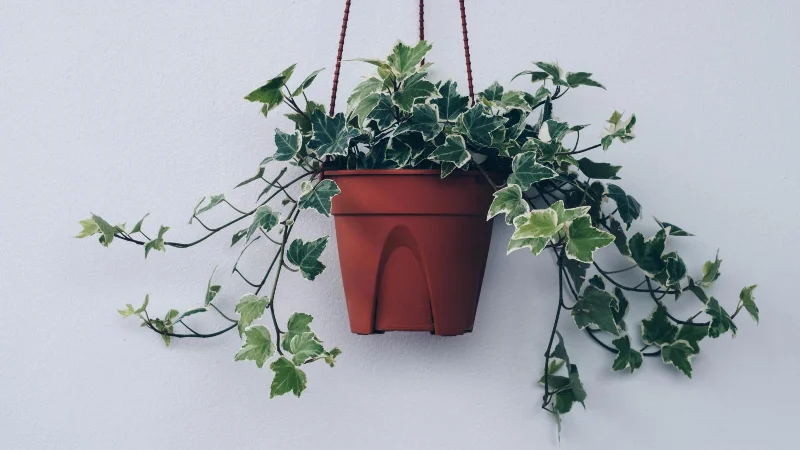 9 plantes envahissantes à éloigner de votre jardin
