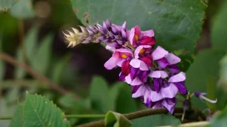 9 plantes envahissantes à éloigner de votre jardin