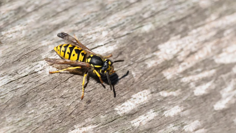 7 choses qui attirent les guêpes dans votre jardin