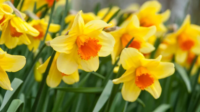 7 Pflanzen, die Maulwürfe abwehren und sie von Ihrem Garten fernhalten