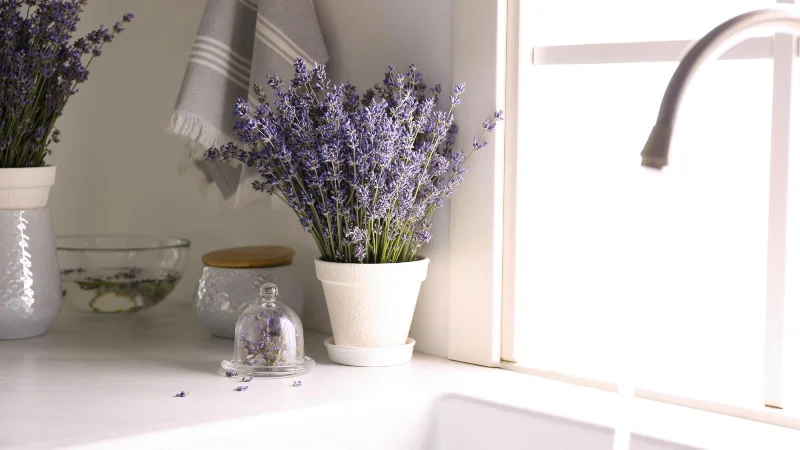 9 plantes qui repoussent les moustiques et les éloignent de votre jardin