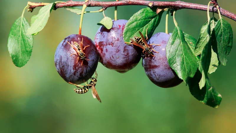 7 choses qui attirent les guêpes dans votre jardin