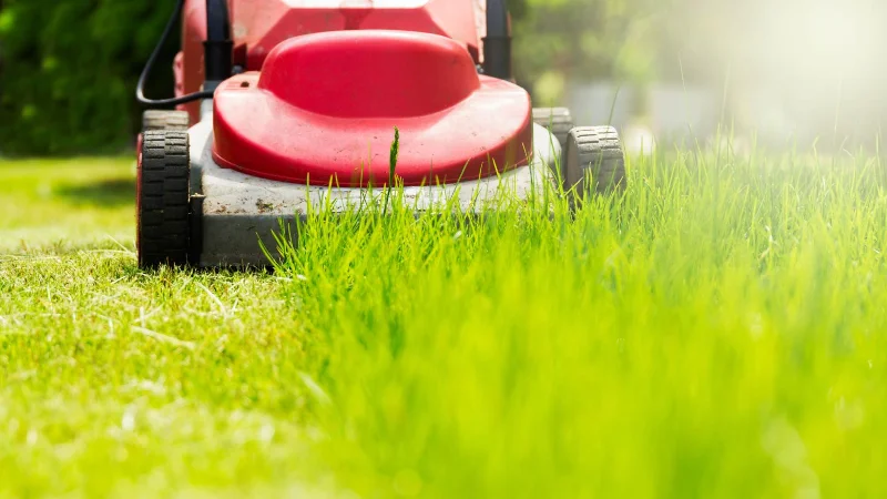 9 Möglichkeiten, wie Sie Grasschnitt nach dem Mähen wiederverwenden können