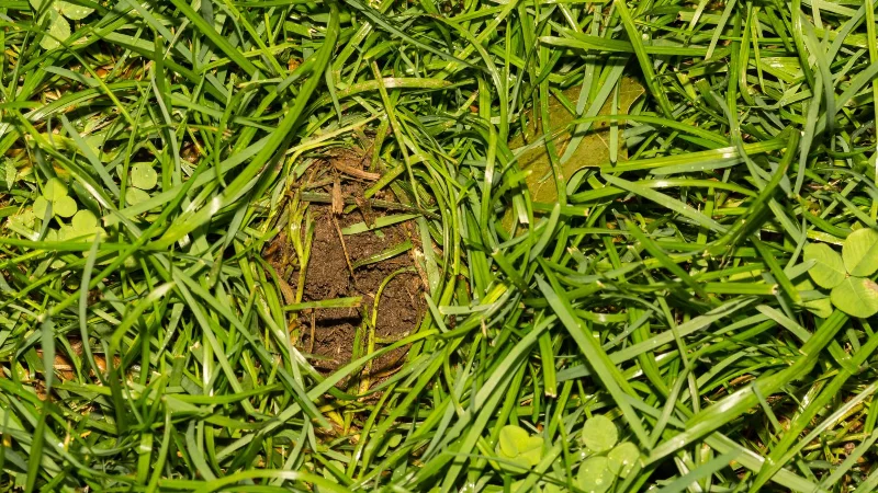 So erstellen Sie ein GIF auf dem iPhone