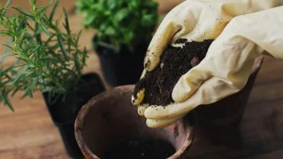 7 erreurs quil est trop facile de faire lors de la culture dherbes