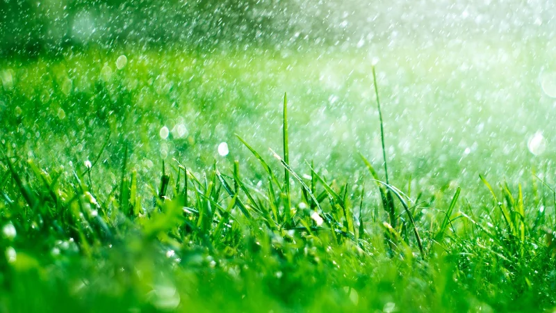 9 choses à considérer avant d'utiliser des pesticides dans votre jardin