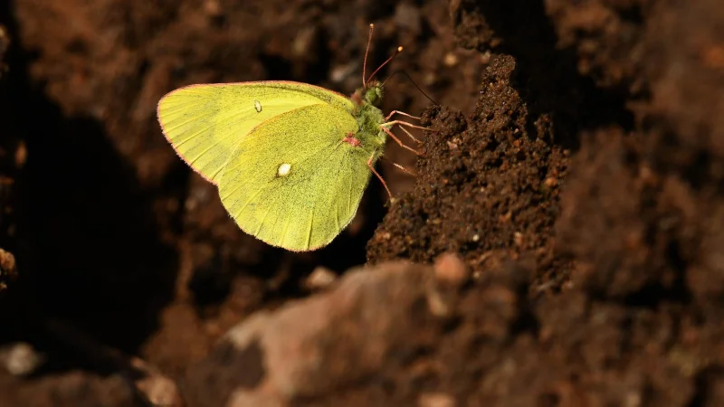 Möchten Sie Schmetterlinge in Ihrem Garten?  Probieren Sie diese 7 Tipps aus