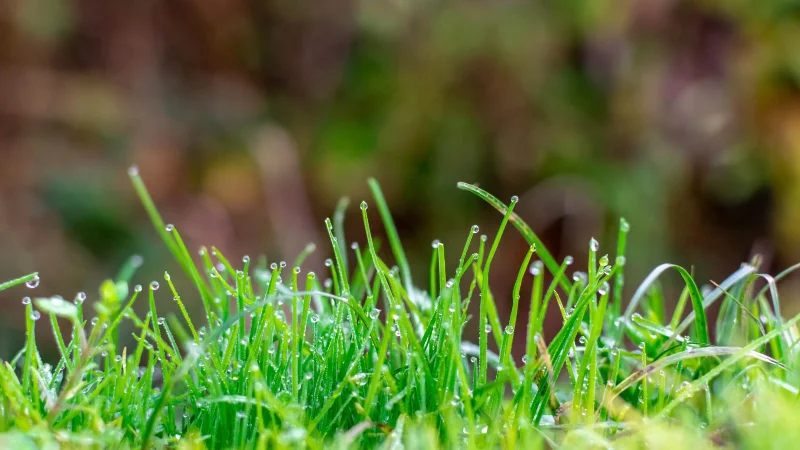 9 Möglichkeiten, wie Sie Grasschnitt nach dem Mähen wiederverwenden können