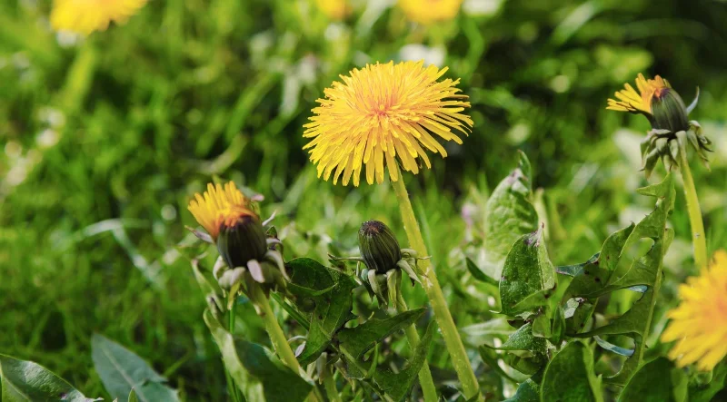 Möchten Sie Schmetterlinge in Ihrem Garten?  Probieren Sie diese 7 Tipps aus