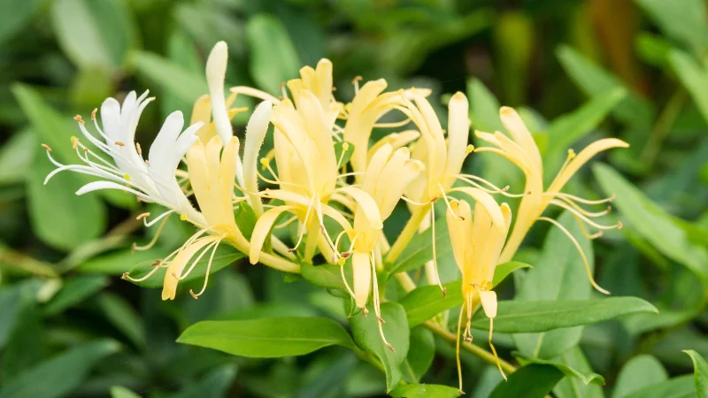 9 plantes envahissantes à éloigner de votre jardin