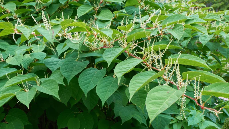 9 plantes envahissantes à éloigner de votre jardin