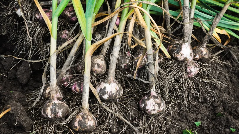 7 Pflanzen, die Maulwürfe abwehren und sie von Ihrem Garten fernhalten