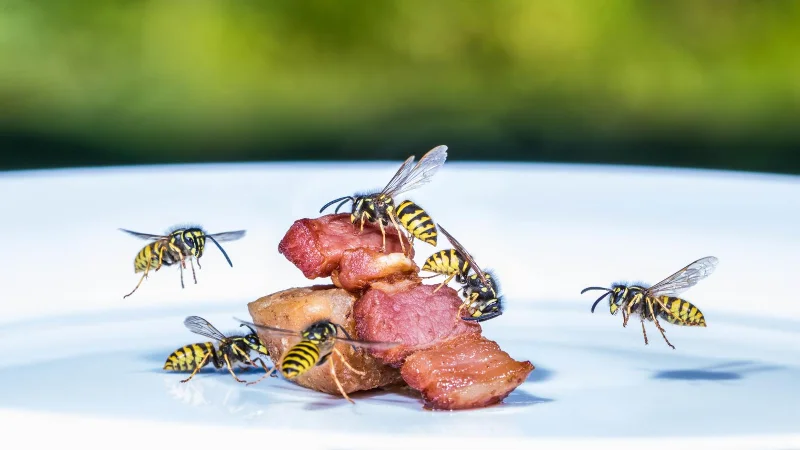7 choses qui attirent les guêpes dans votre jardin
