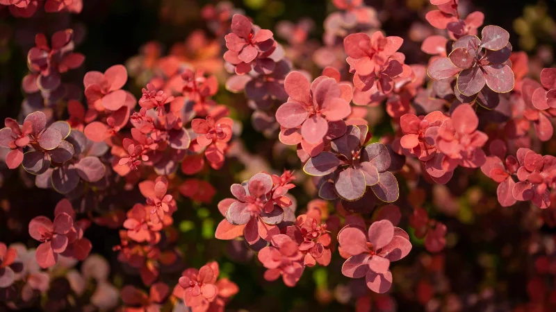 9 plantes envahissantes à éloigner de votre jardin