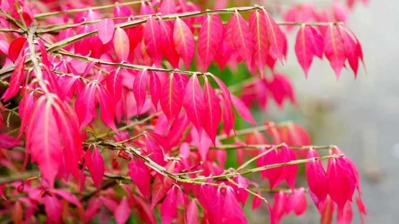 9 plantes envahissantes à éloigner de votre jardin