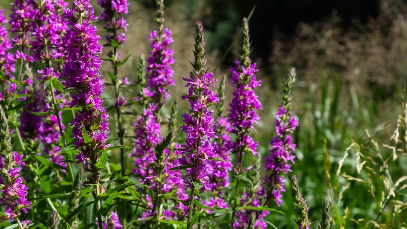 9 plantes envahissantes à éloigner de votre jardin