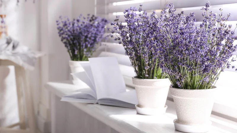 7 plantes qui repoussent les mouches des fruits et les gardent hors de votre maison