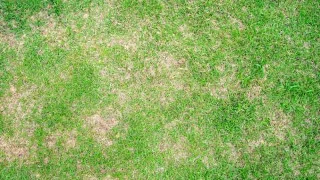 Quel est le meilleur moment pour arroser votre pelouse ? Voici ce que disent les experts