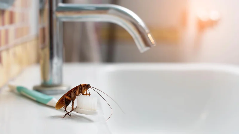 7 choses qui attirent les cafards dans votre maison - et comment y remédier