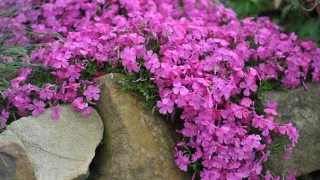 7 plantes qui empêchent les mauvaises herbes dans votre jardin